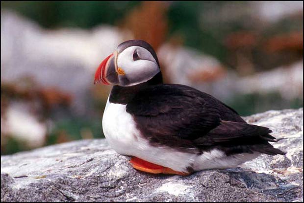 Atlantic-puffin